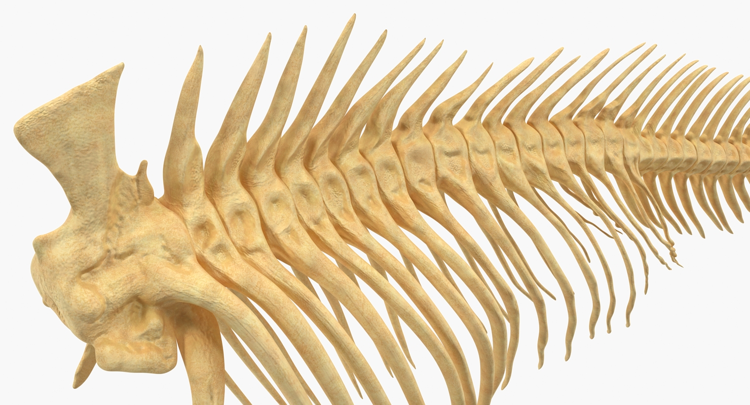 3D model Fish Vertebrae Bones
