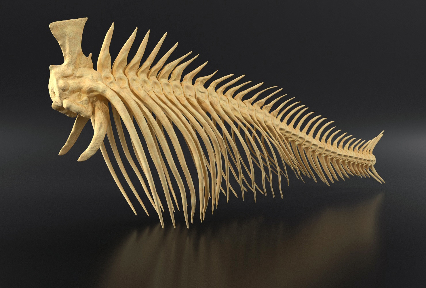 3D model Fish Vertebrae Bones