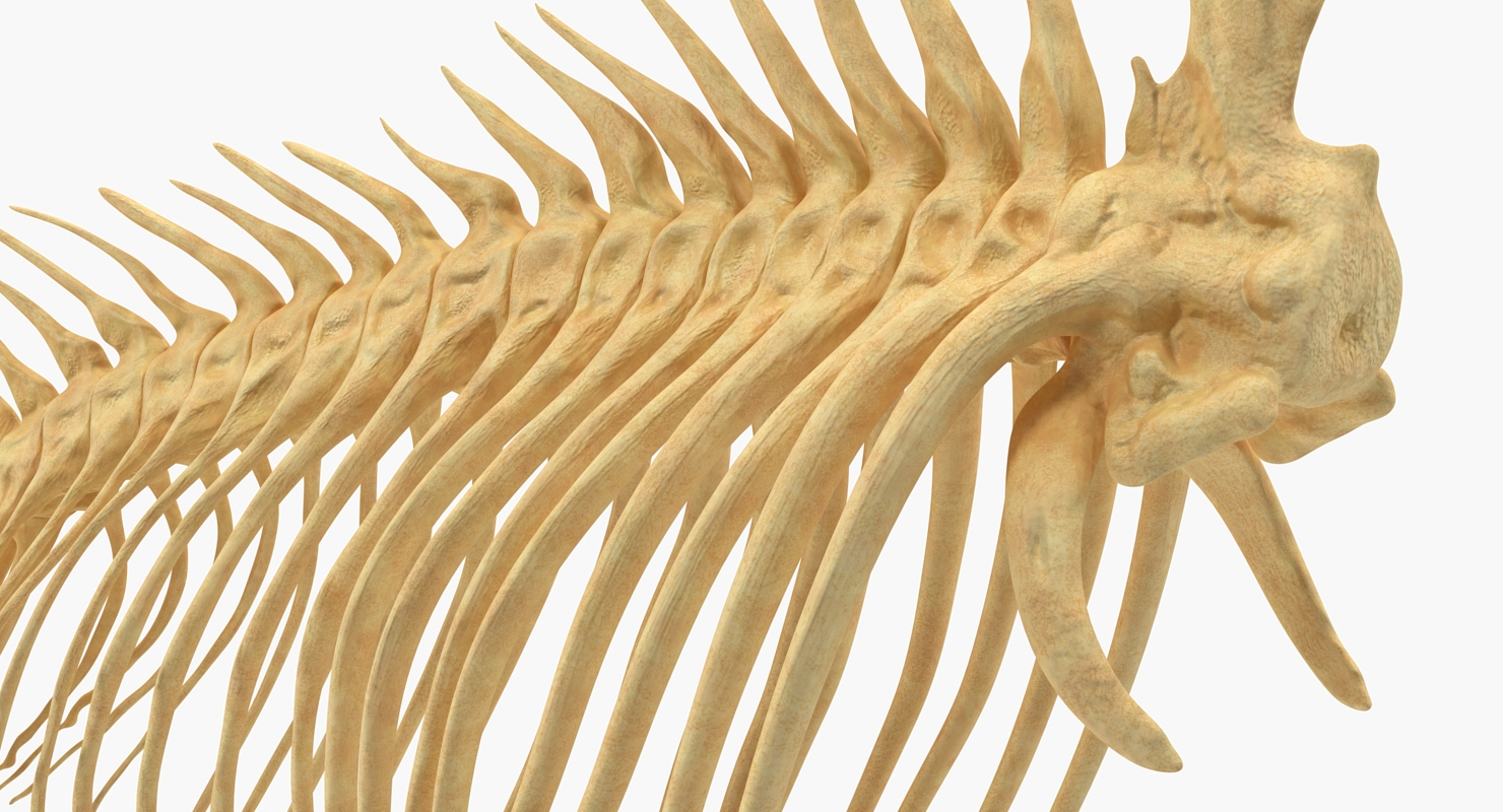 3D model Fish Vertebrae Bones