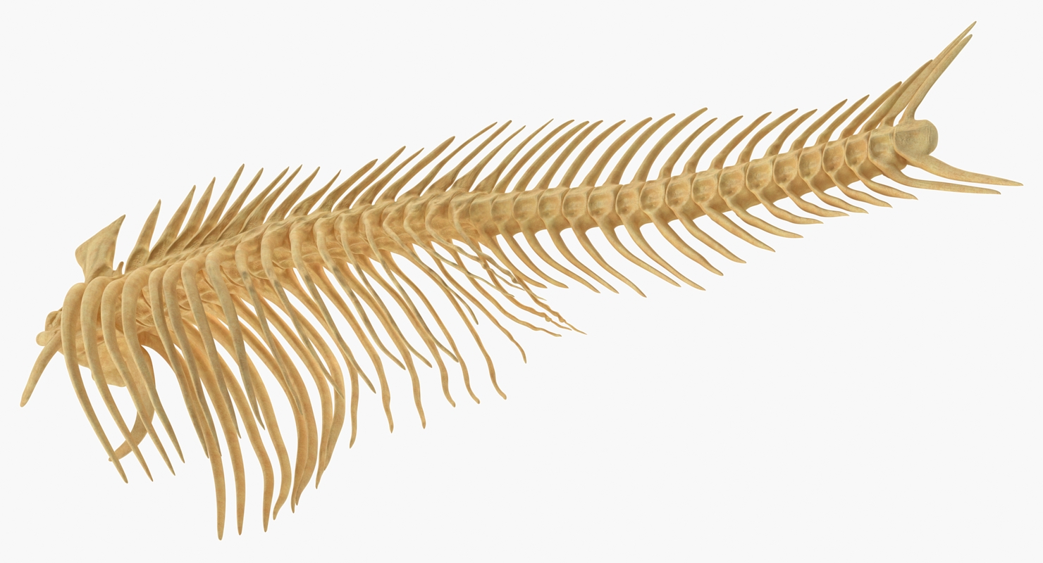 3D model Fish Vertebrae Bones