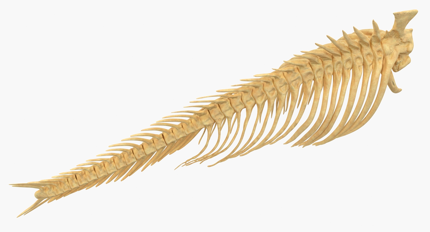3D model Fish Vertebrae Bones