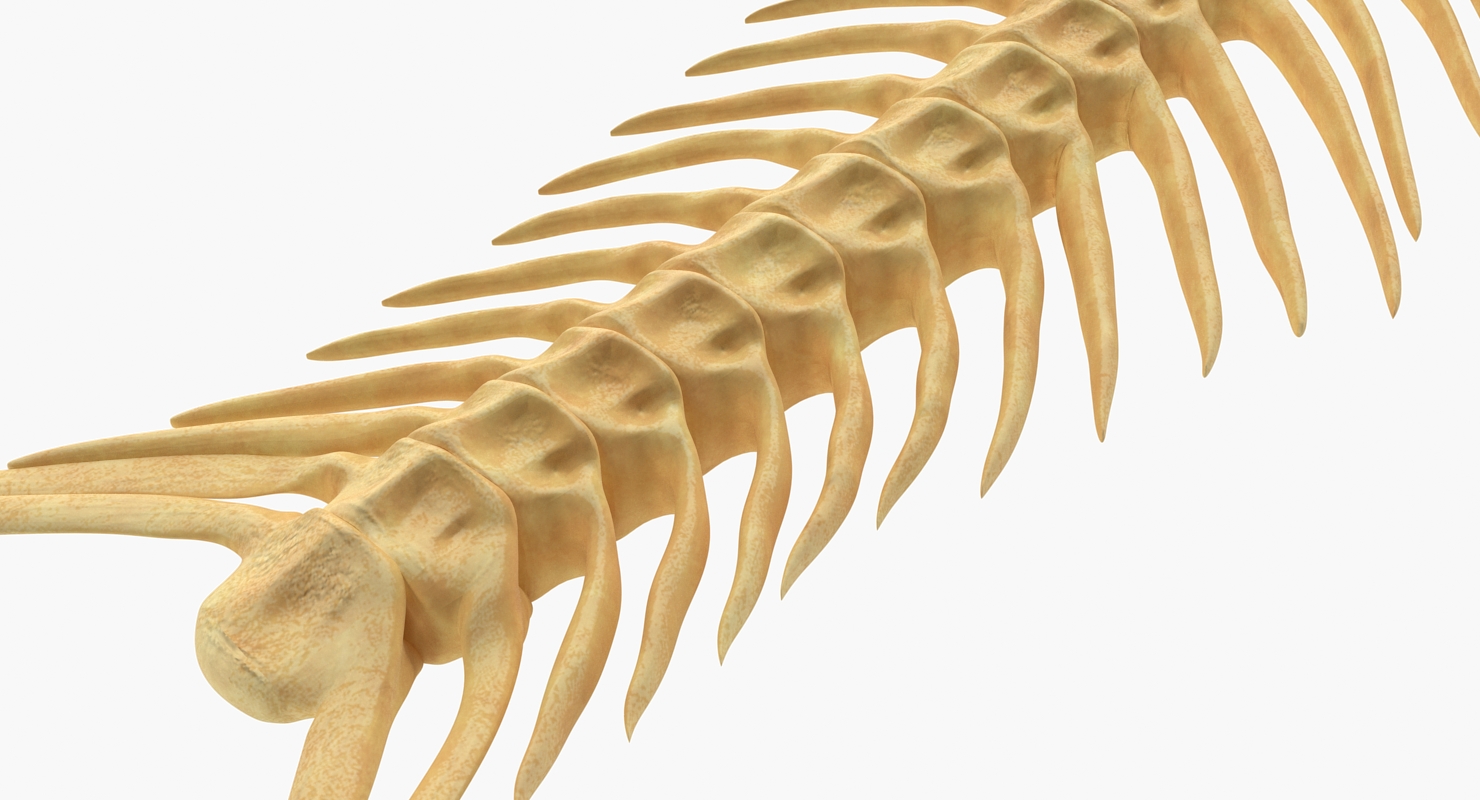 3D model Fish Vertebrae Bones