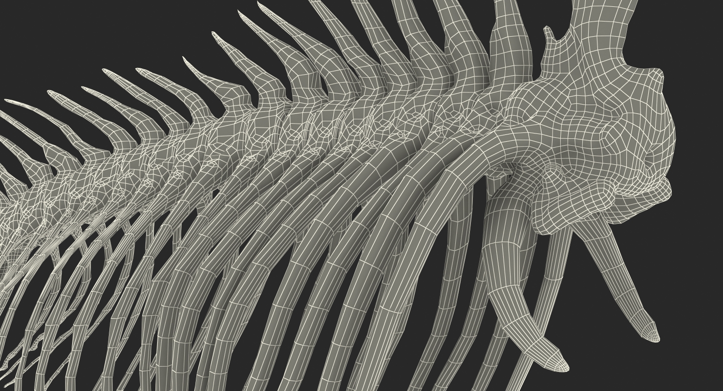 3D model Fish Vertebrae Bones