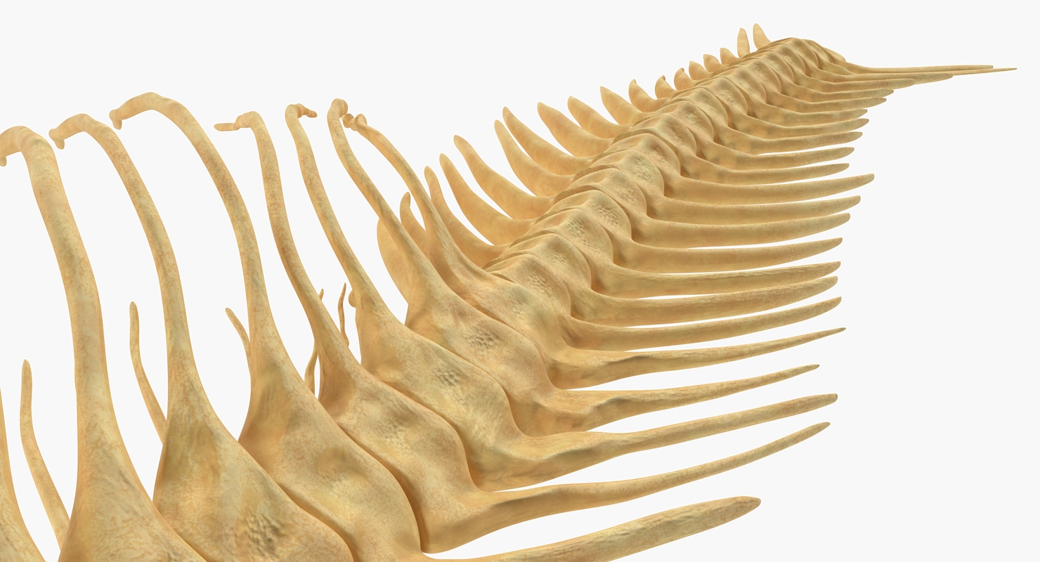 3D model Fish Vertebrae Bones