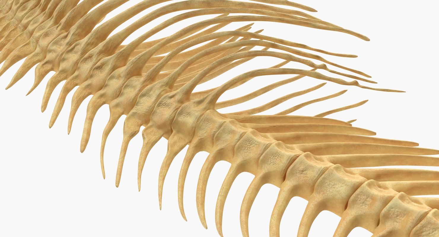 3D model Fish Vertebrae Bones