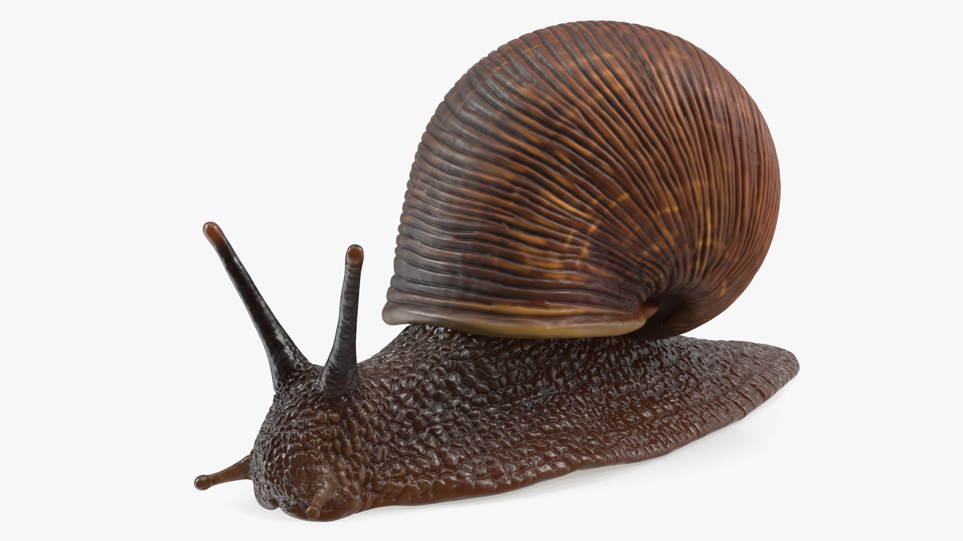 3D Garden Snail Dark Color model