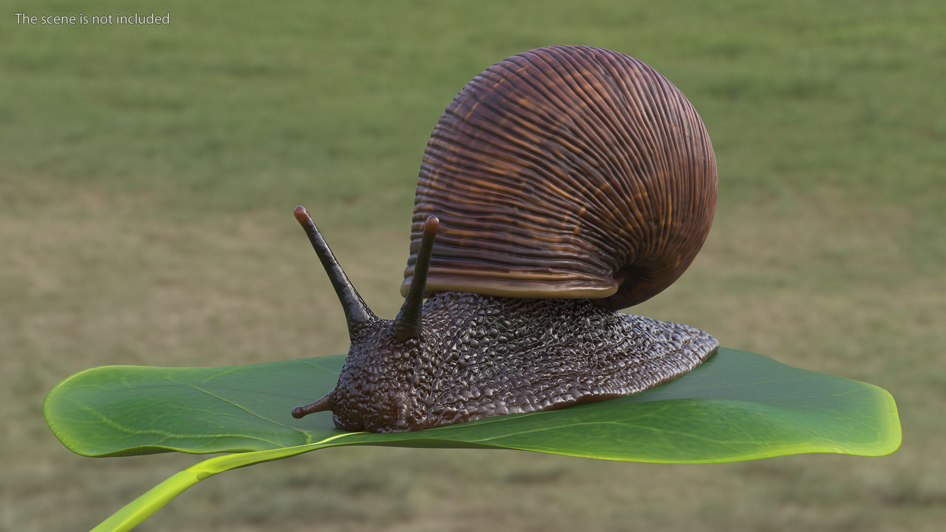 3D Garden Snail Dark Color model