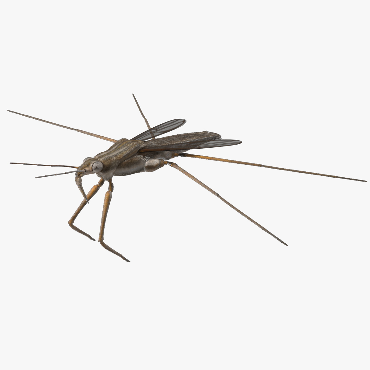 Water Strider Rigged for Cinema 4D 3D model