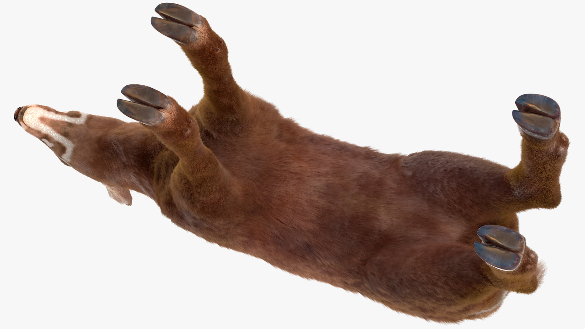 Saola Fur 3D model
