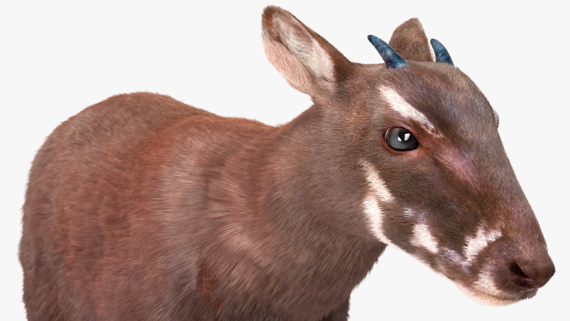 Saola Fur 3D model