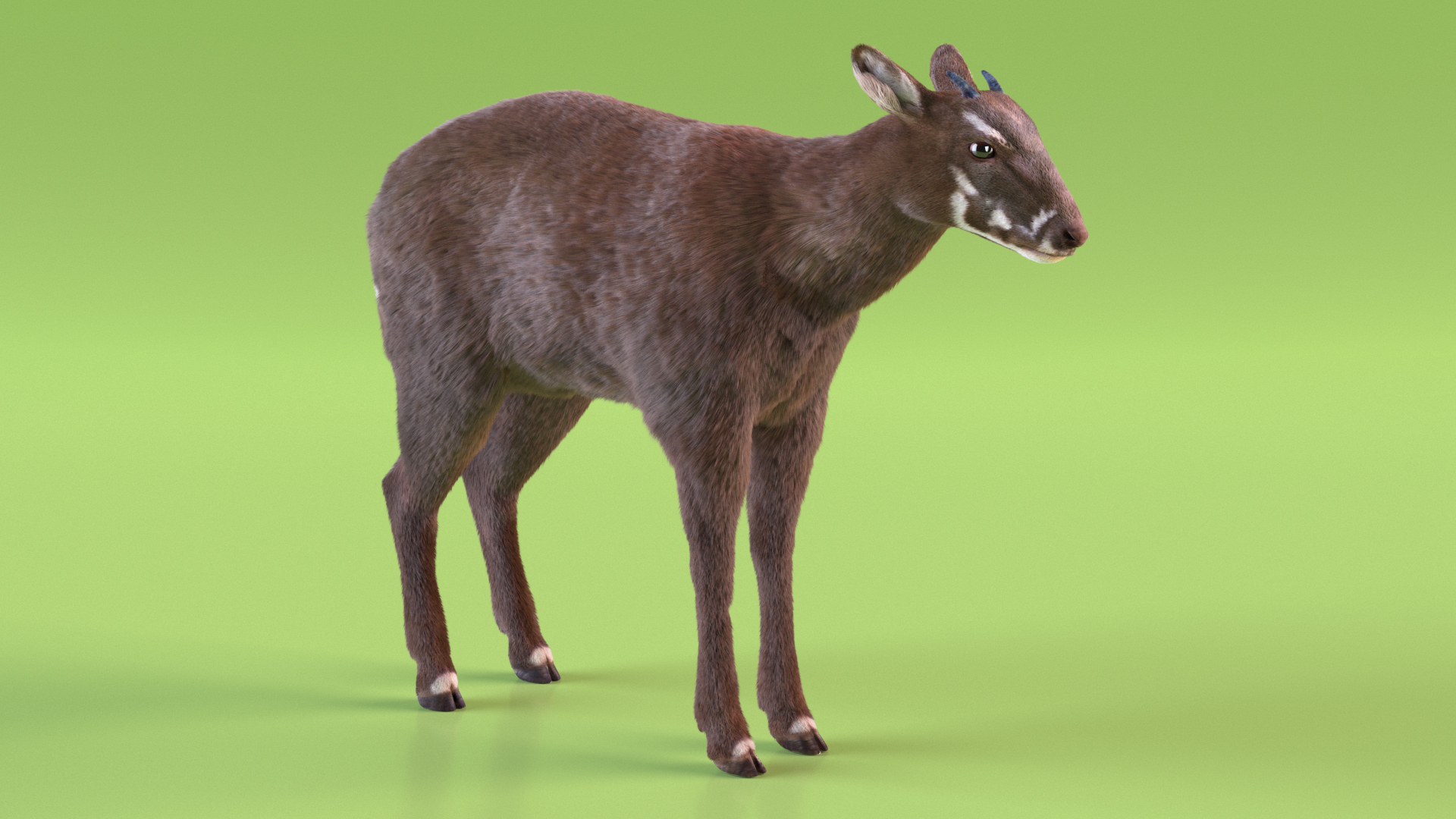 Saola Fur 3D model