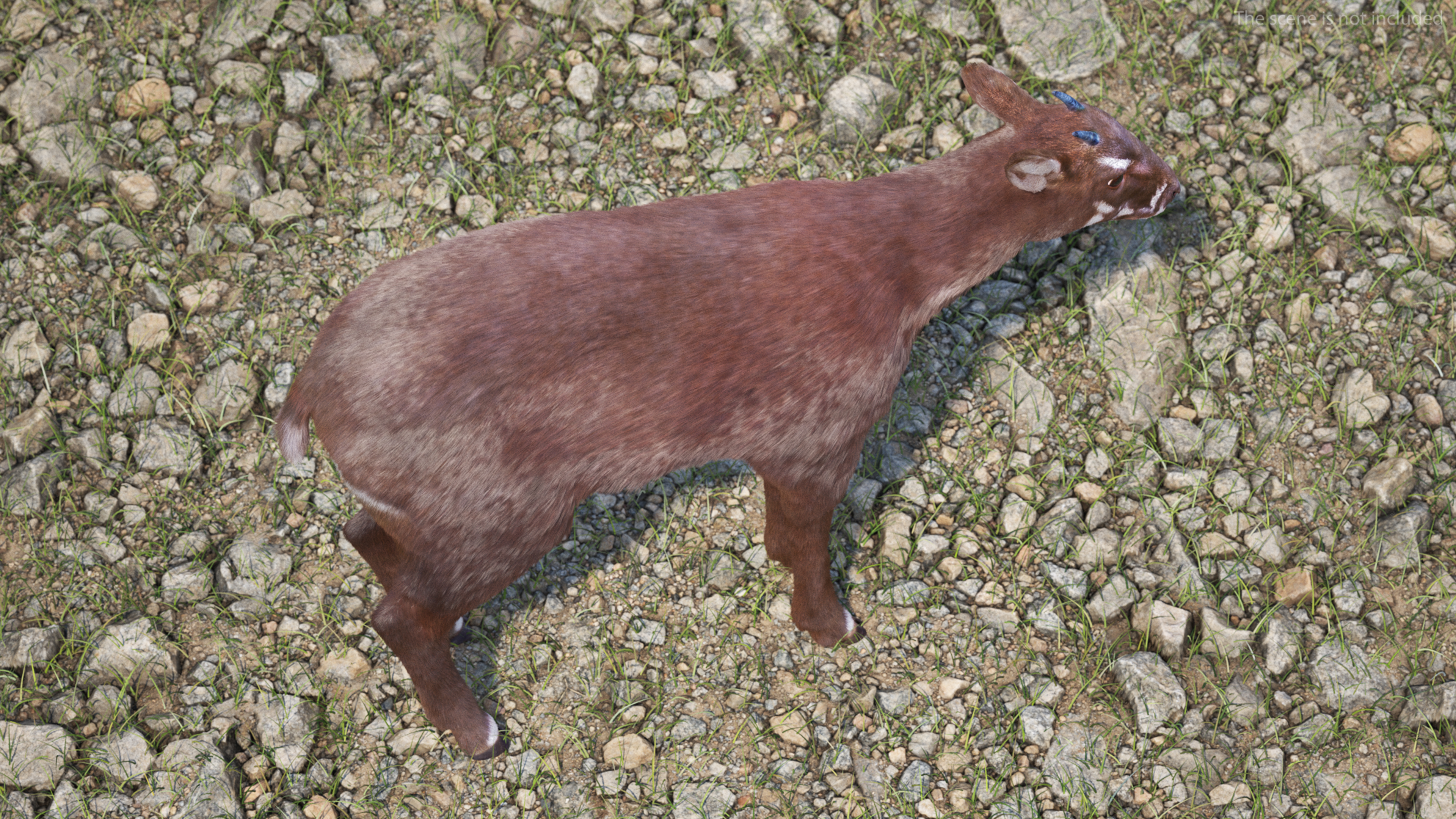 Saola Fur 3D model