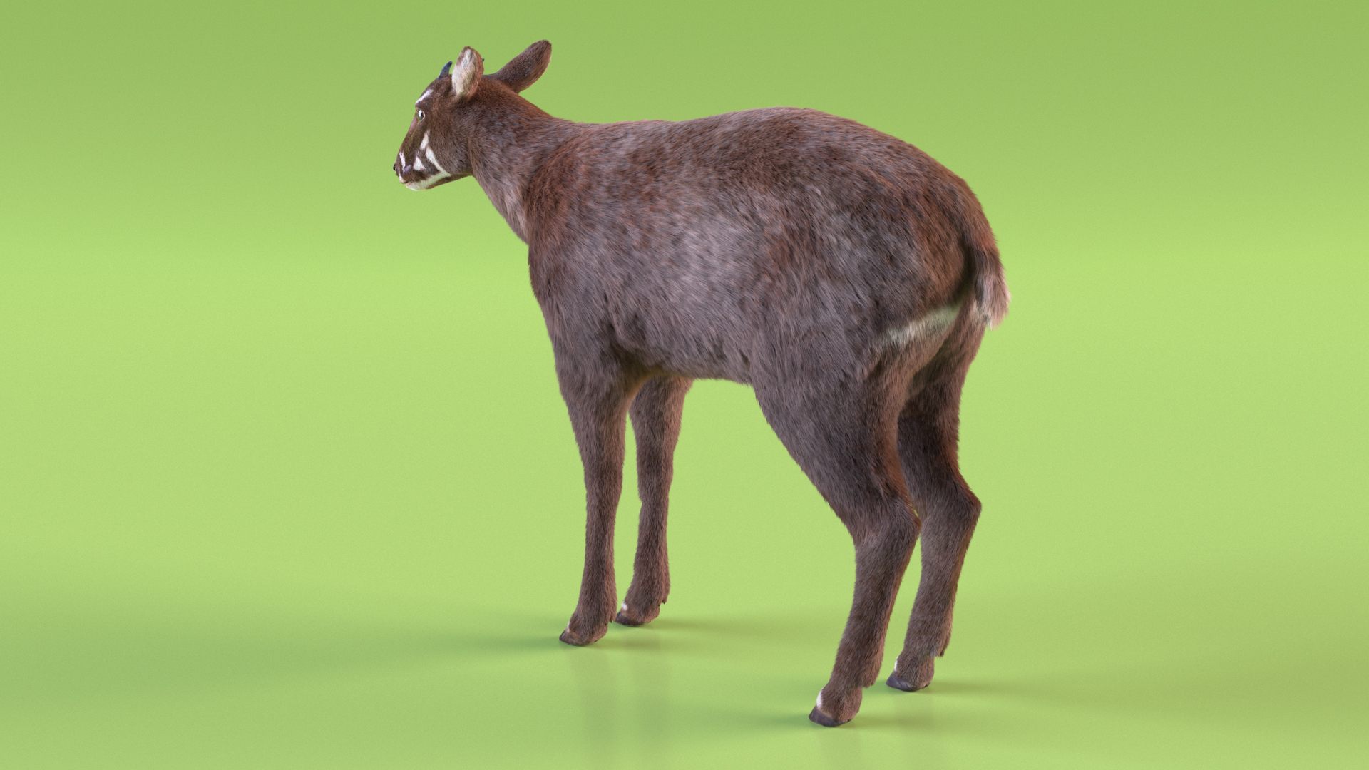 Saola Fur 3D model