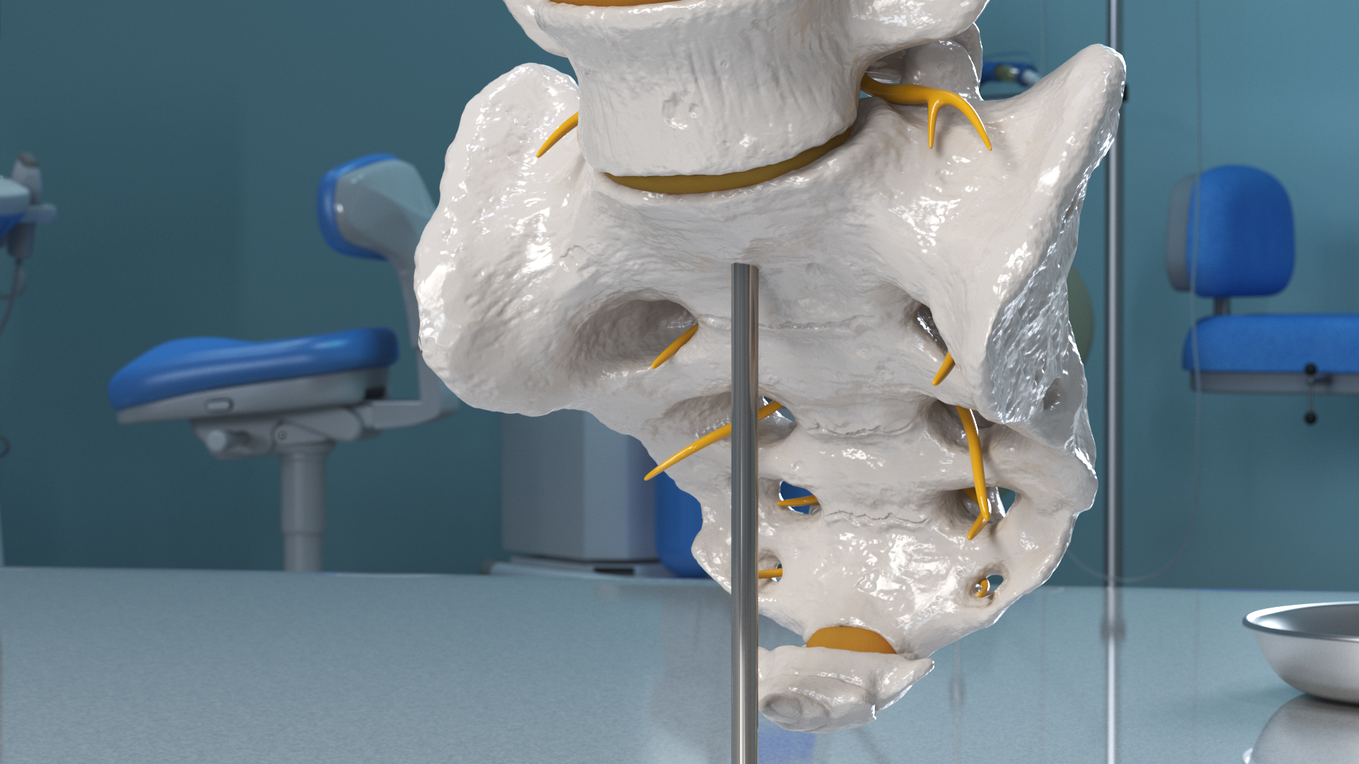 Spinal Column with Hernia on Stand, view 10