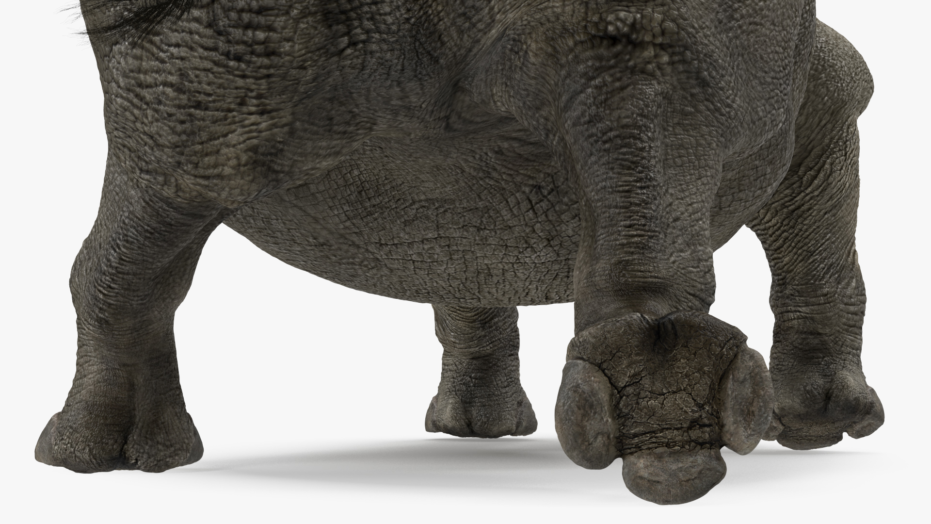 3D Rhino Adult Walking Pose Fur model