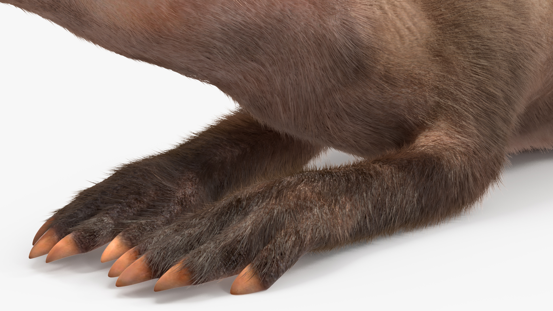 3D Aardvark Lying Pose Fur model