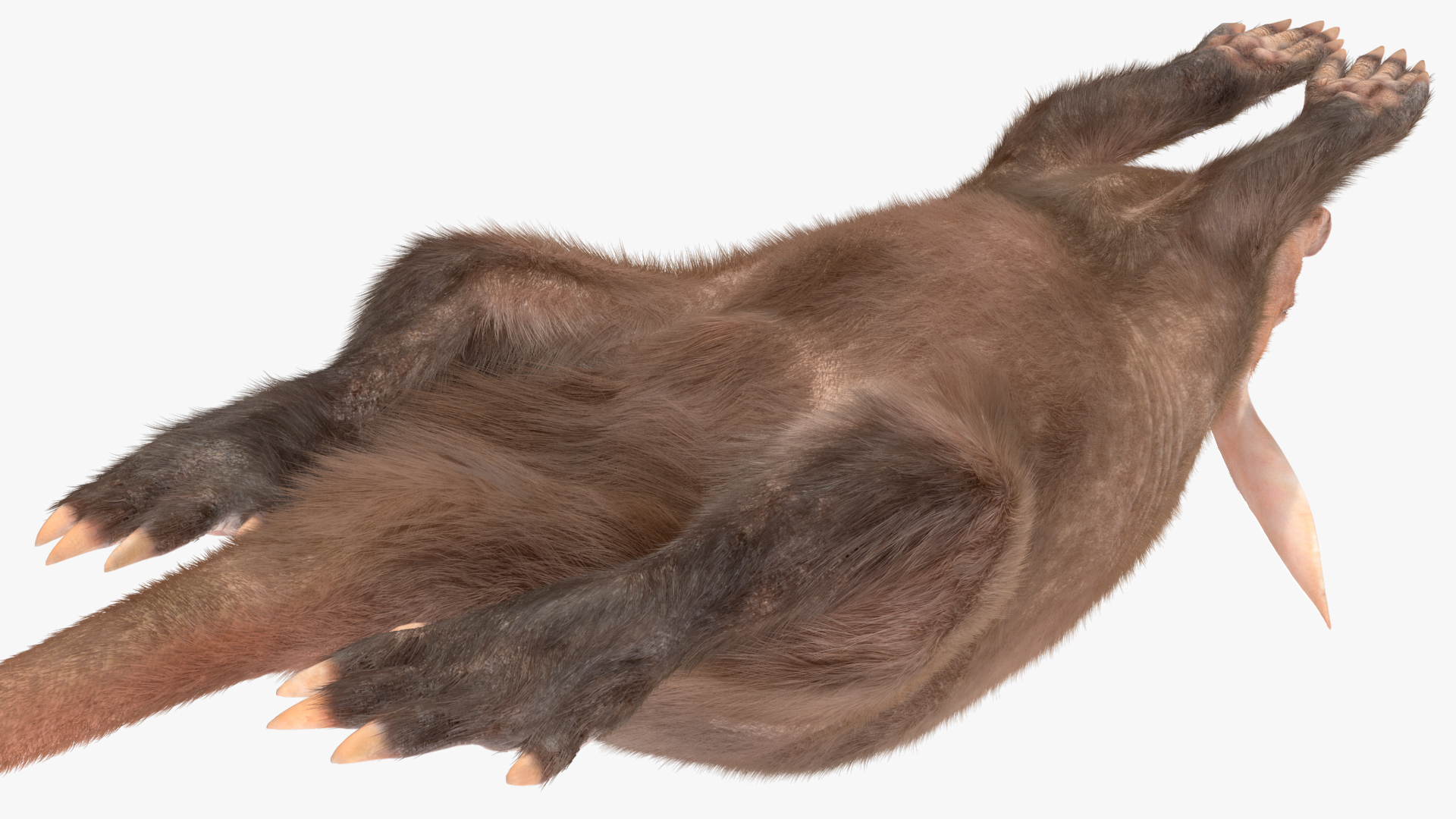 3D Aardvark Lying Pose Fur model