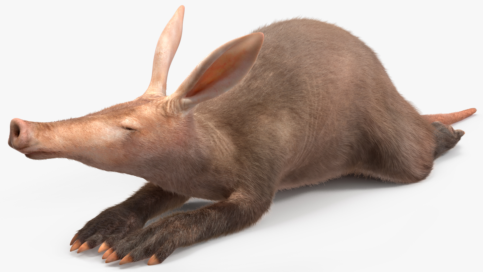 3D Aardvark Lying Pose Fur model