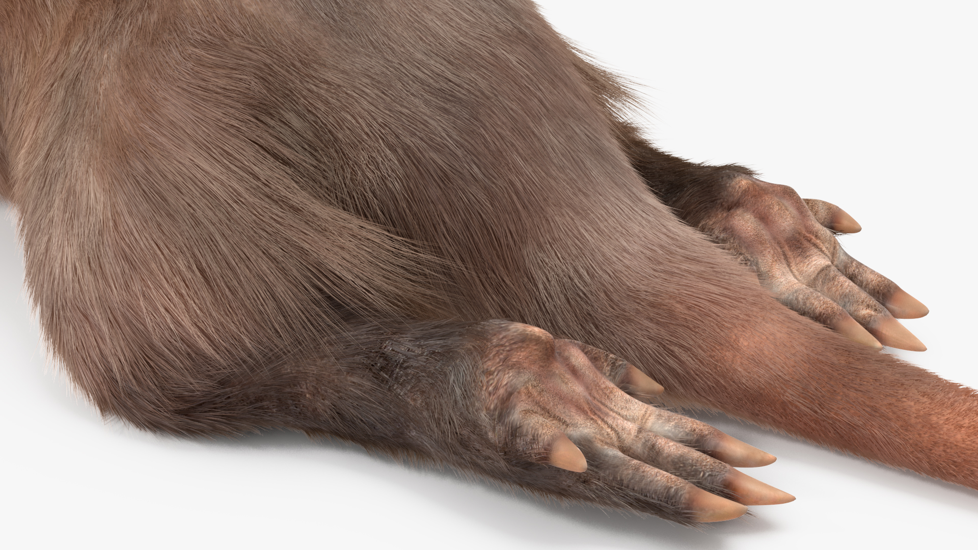3D Aardvark Lying Pose Fur model