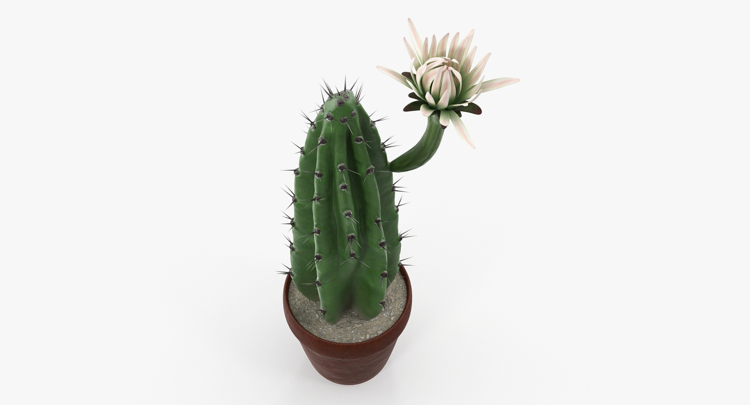 Cereus Blooming Cactus 3D