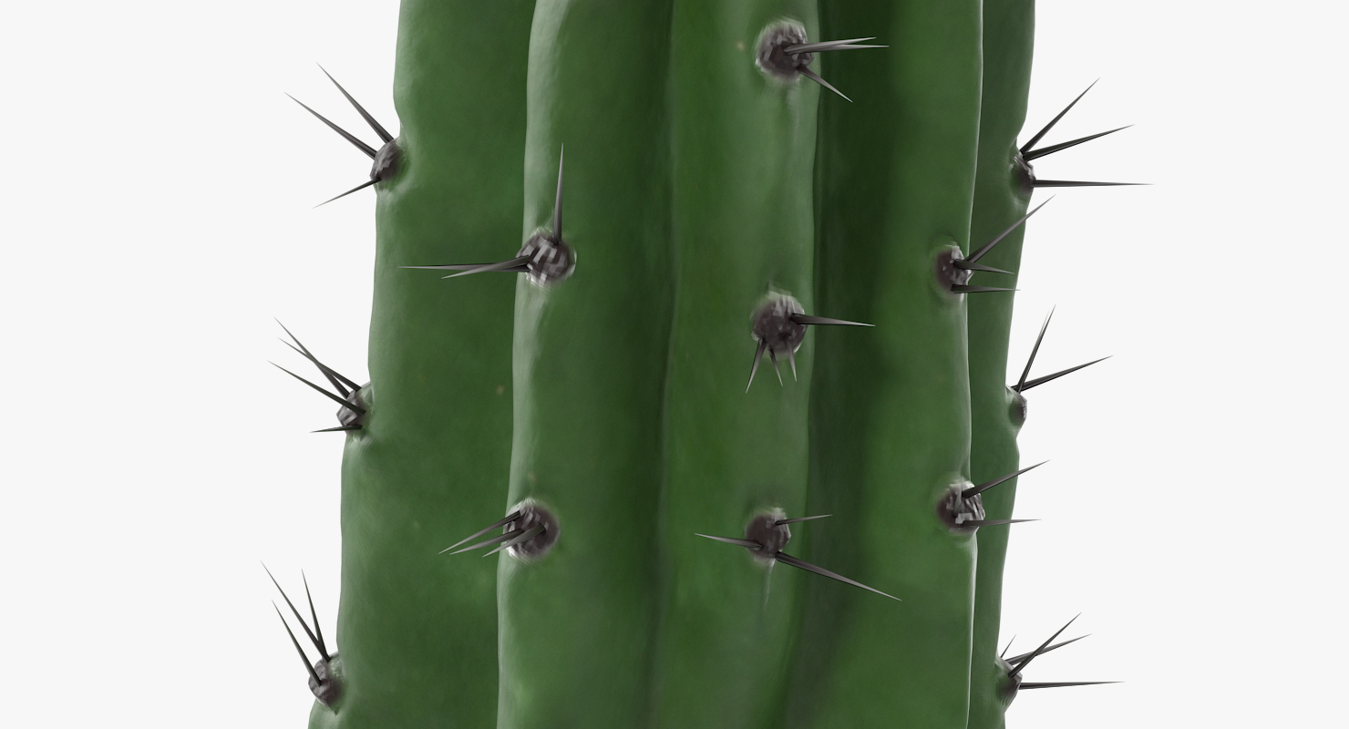 Cereus Blooming Cactus 3D