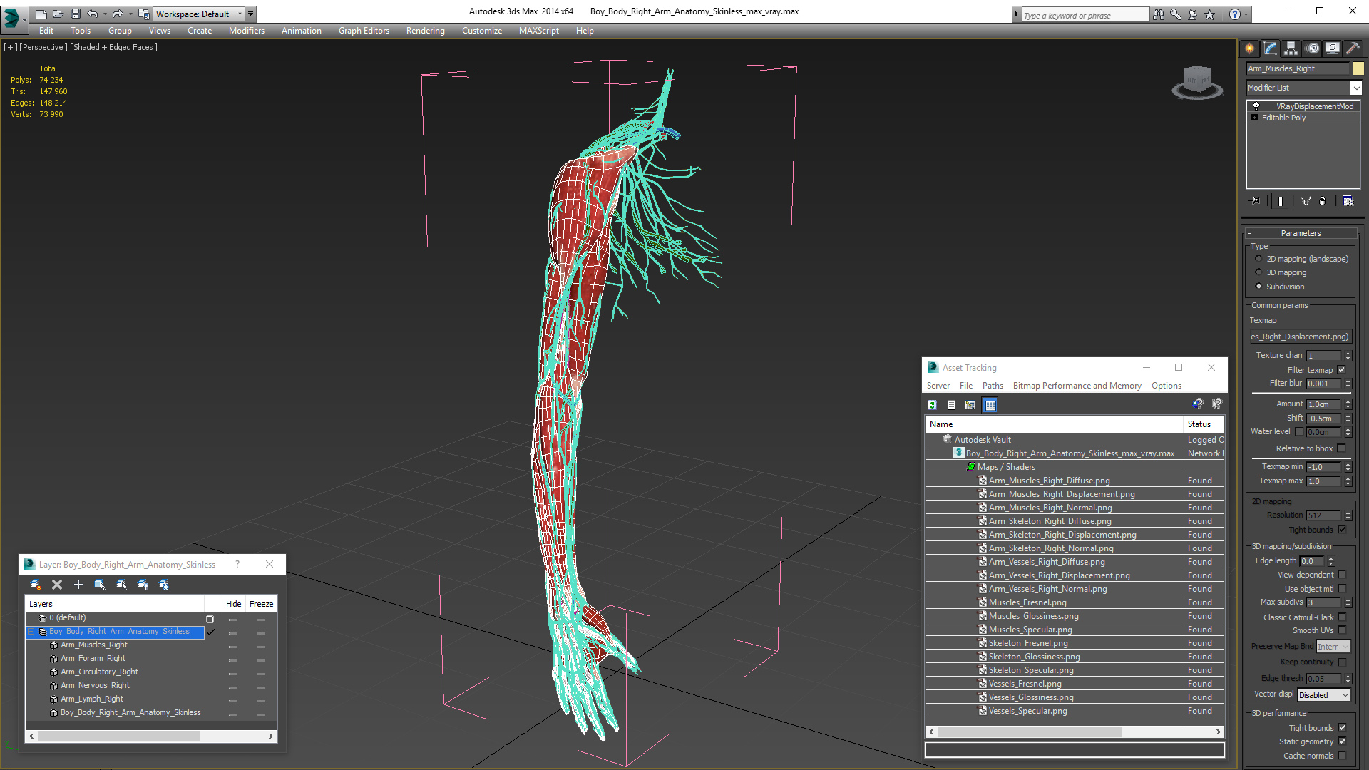 3D model Boy Body Right Arm Anatomy Skinless