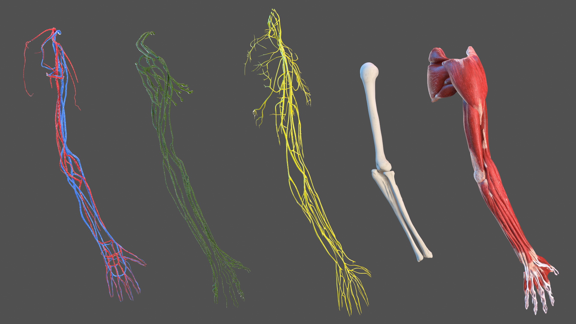 3D model Boy Body Right Arm Anatomy Skinless