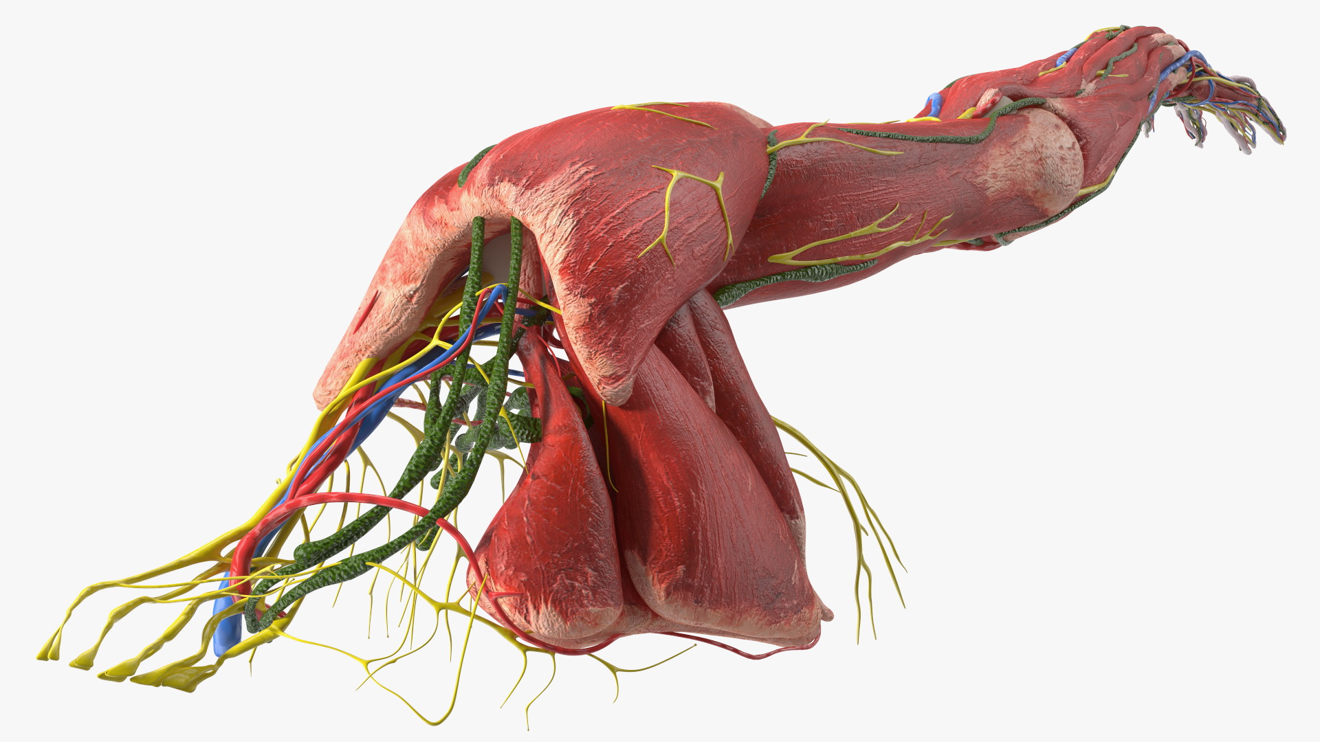 3D model Boy Body Right Arm Anatomy Skinless