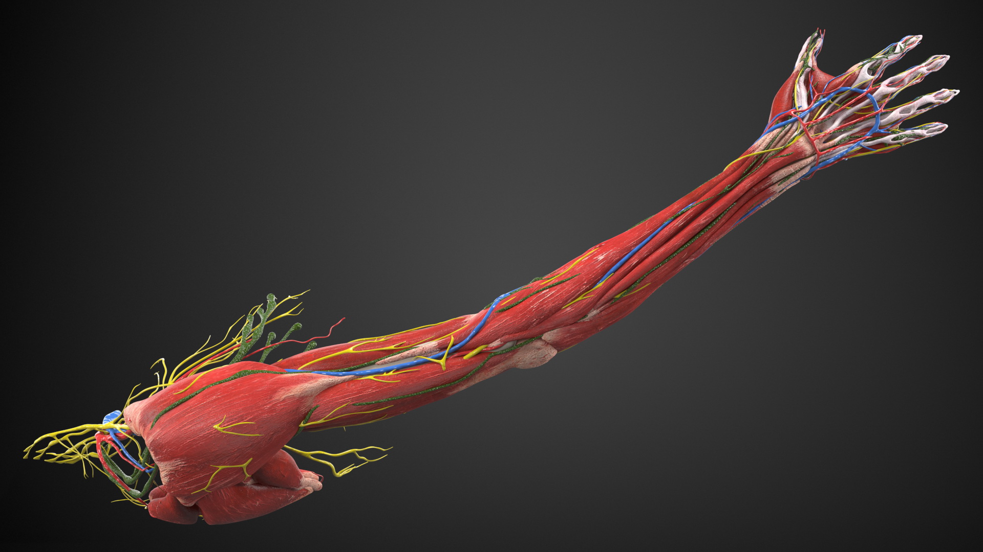 3D model Boy Body Right Arm Anatomy Skinless