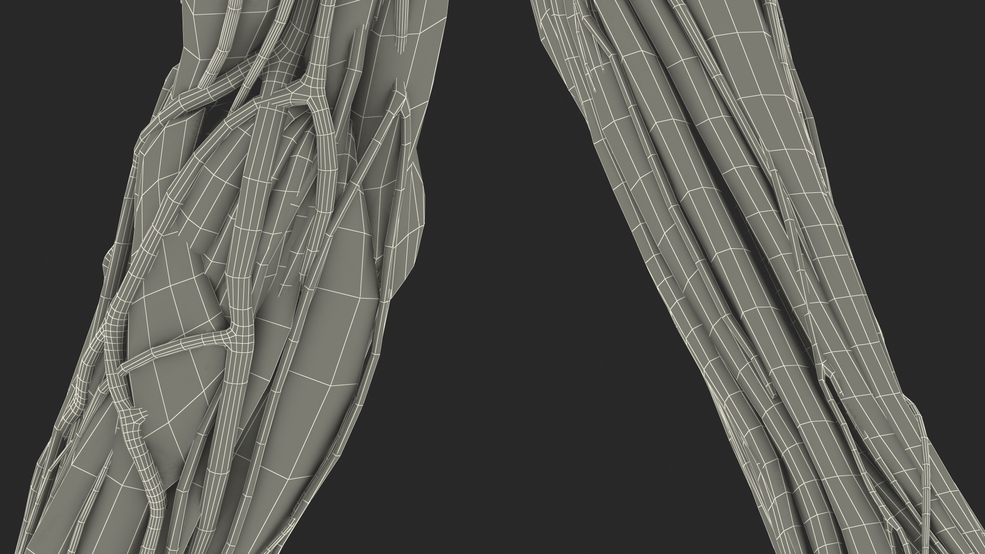 3D model Boy Body Right Arm Anatomy Skinless
