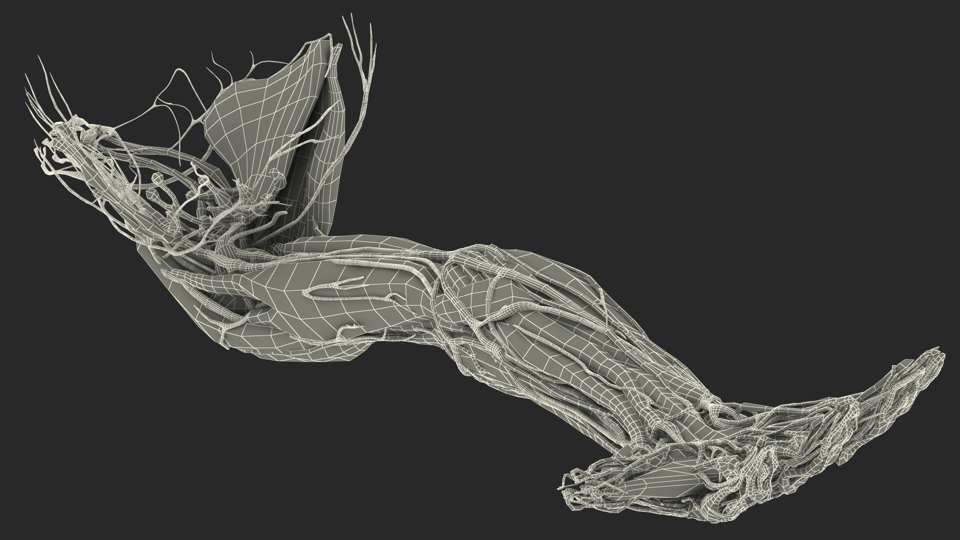 3D model Boy Body Right Arm Anatomy Skinless