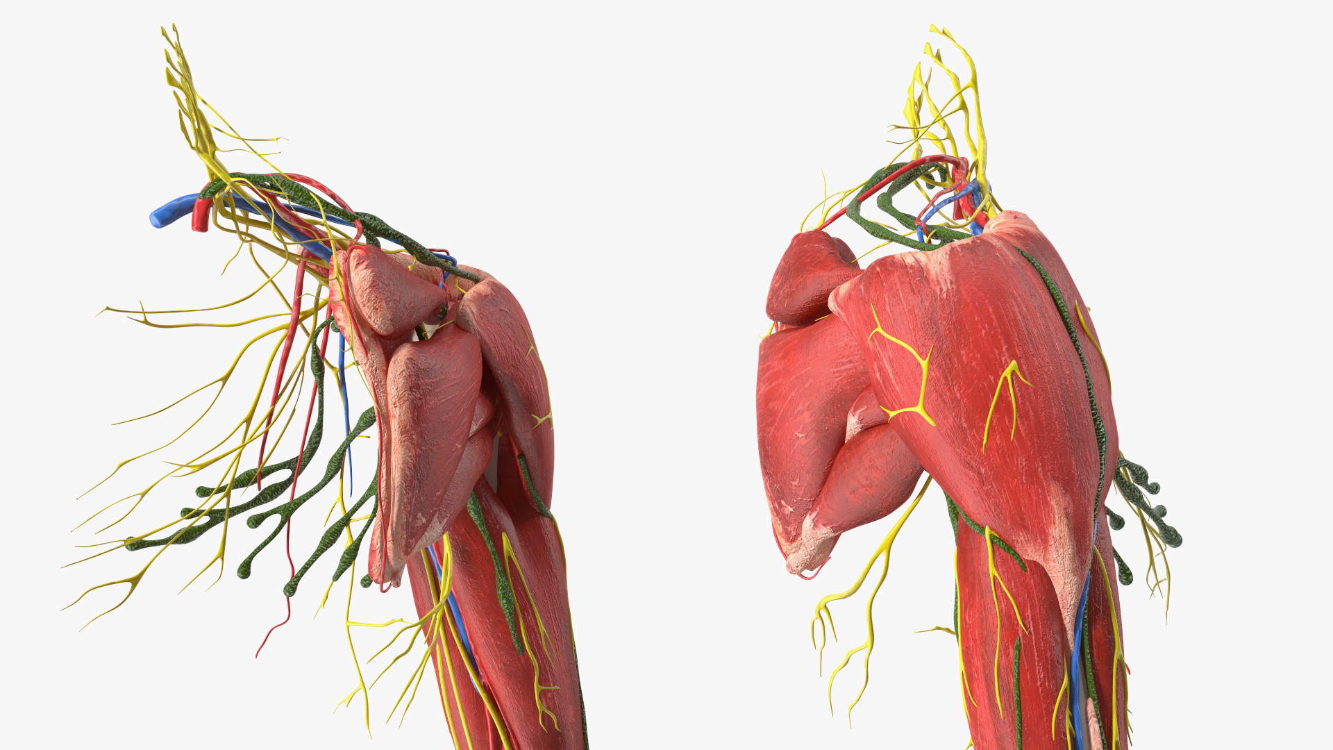 3D model Boy Body Right Arm Anatomy Skinless