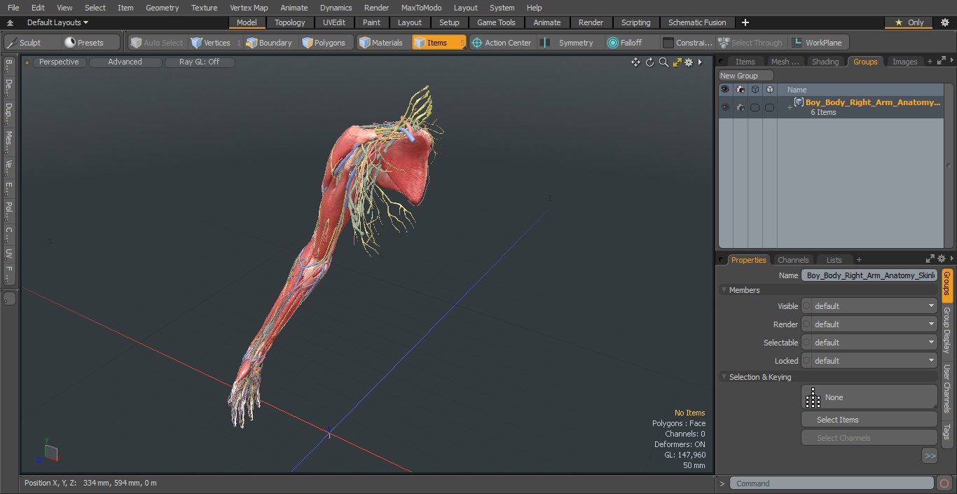 3D model Boy Body Right Arm Anatomy Skinless