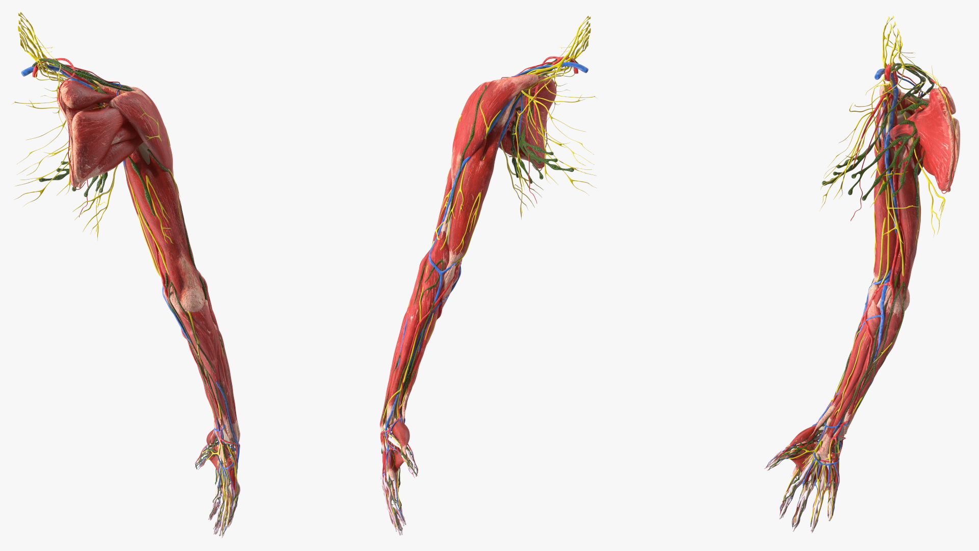 3D model Boy Body Right Arm Anatomy Skinless