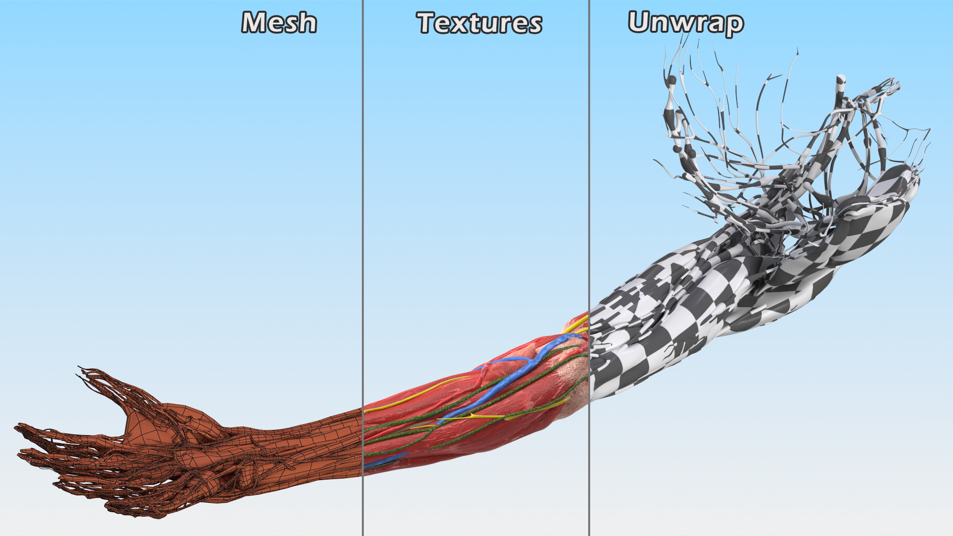 3D model Boy Body Right Arm Anatomy Skinless