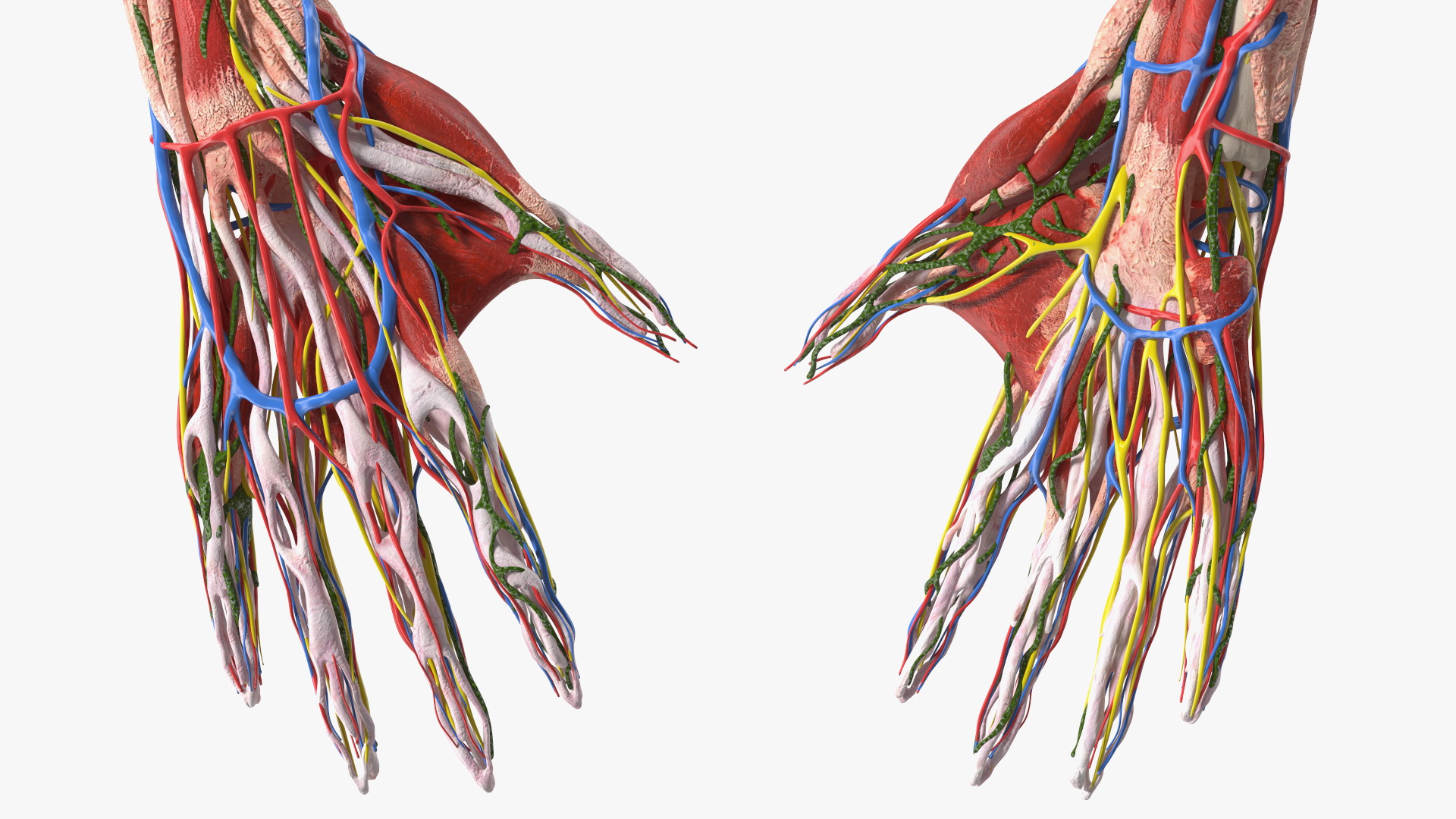 3D model Boy Body Right Arm Anatomy Skinless