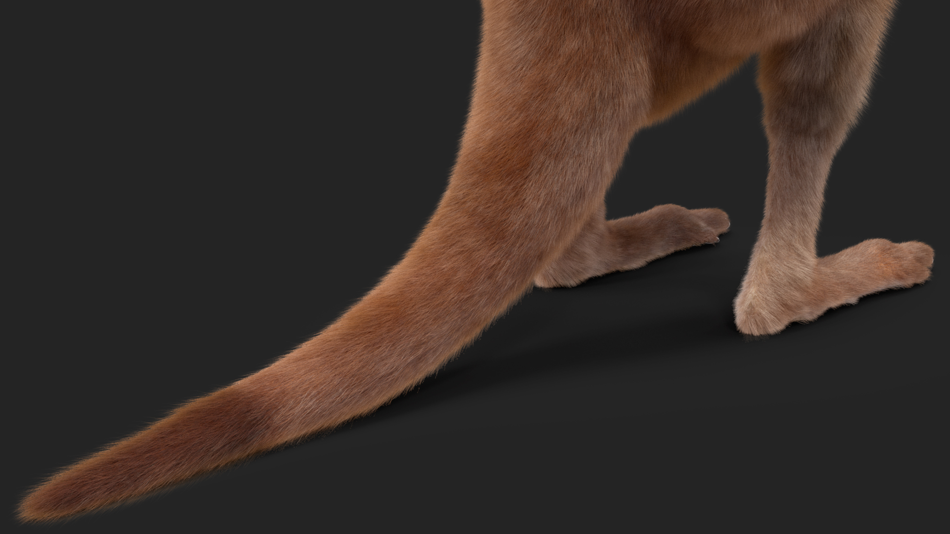 Baby Kangaroo Fur Rigged 3D model