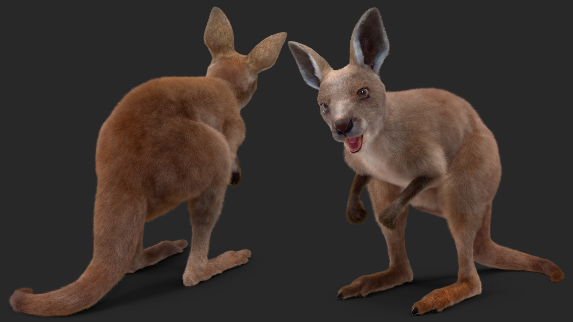 Baby Kangaroo Fur Rigged 3D model