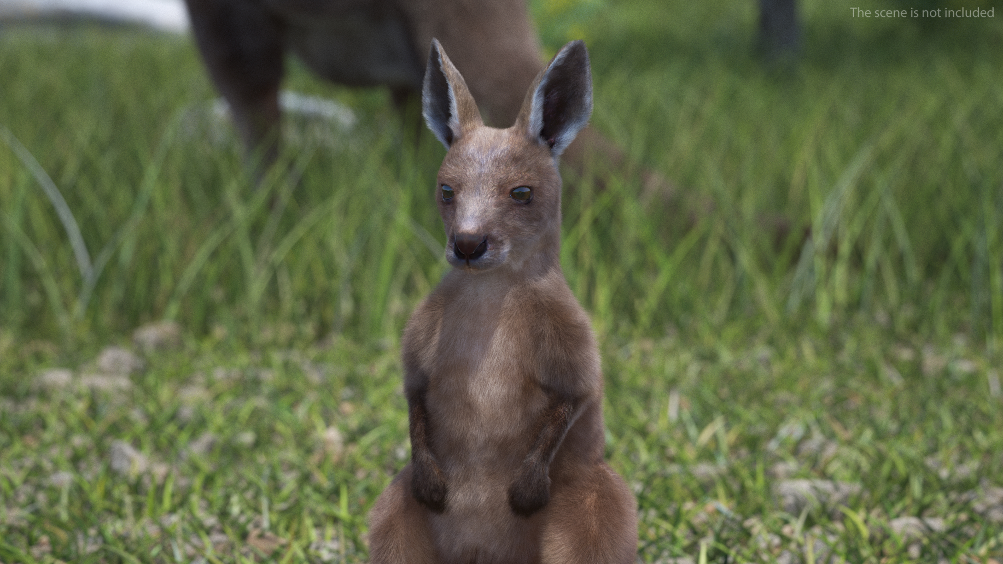 Baby Kangaroo Fur Rigged 3D model
