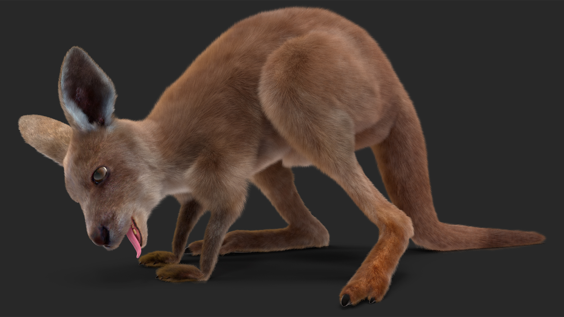 Baby Kangaroo Fur Rigged 3D model