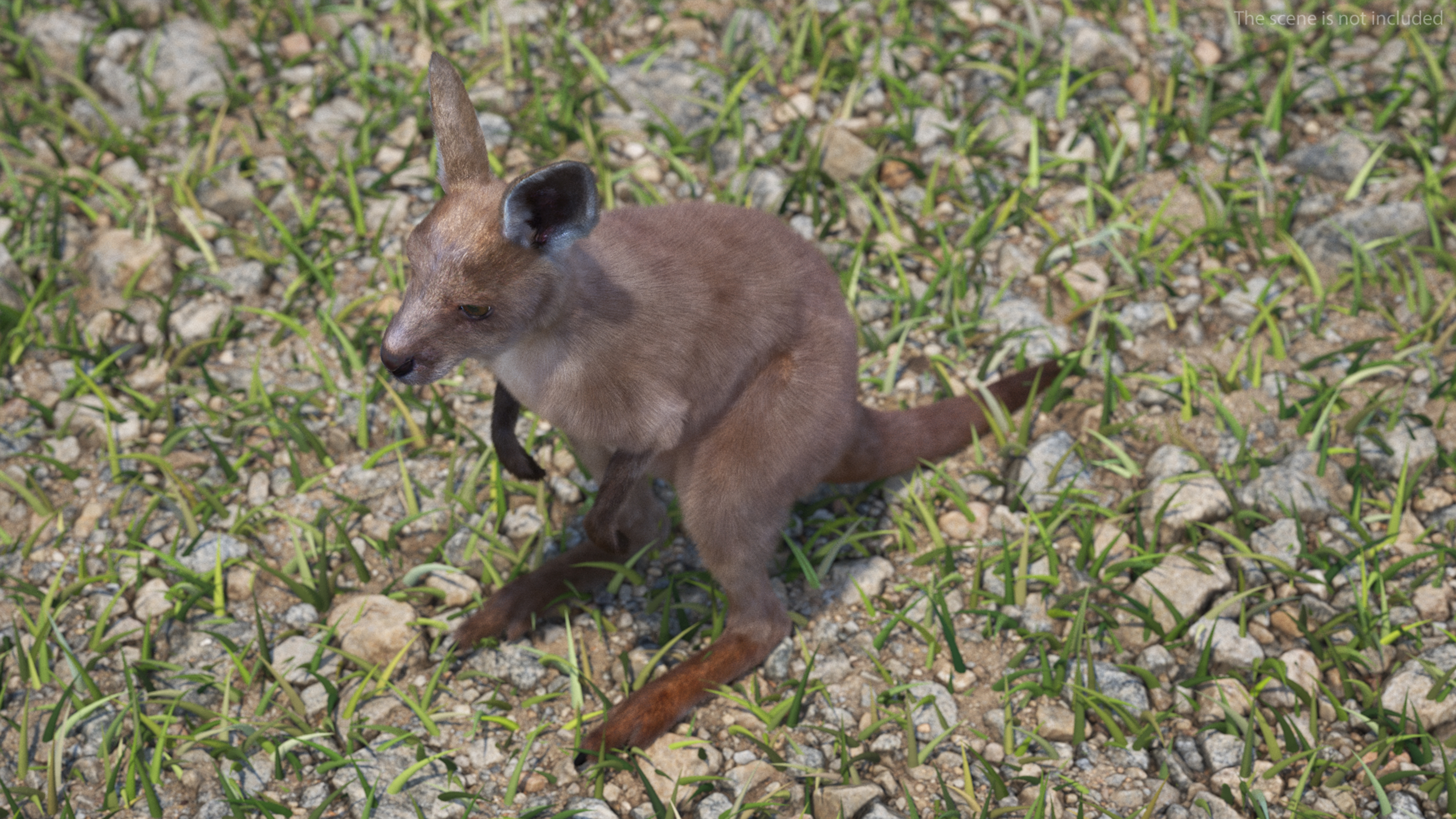Baby Kangaroo Fur Rigged 3D model