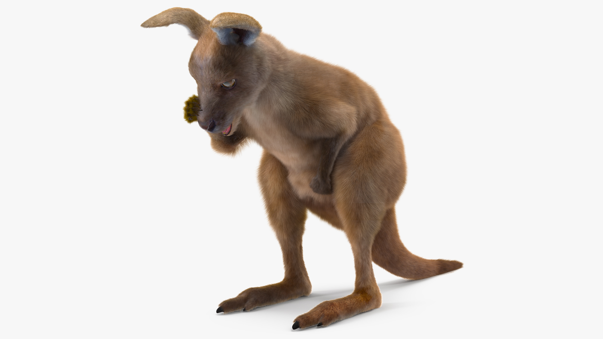 Baby Kangaroo Fur Rigged 3D model