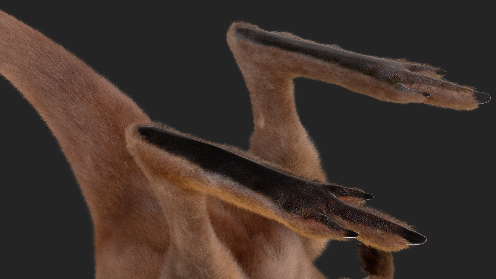 Baby Kangaroo Fur Rigged 3D model