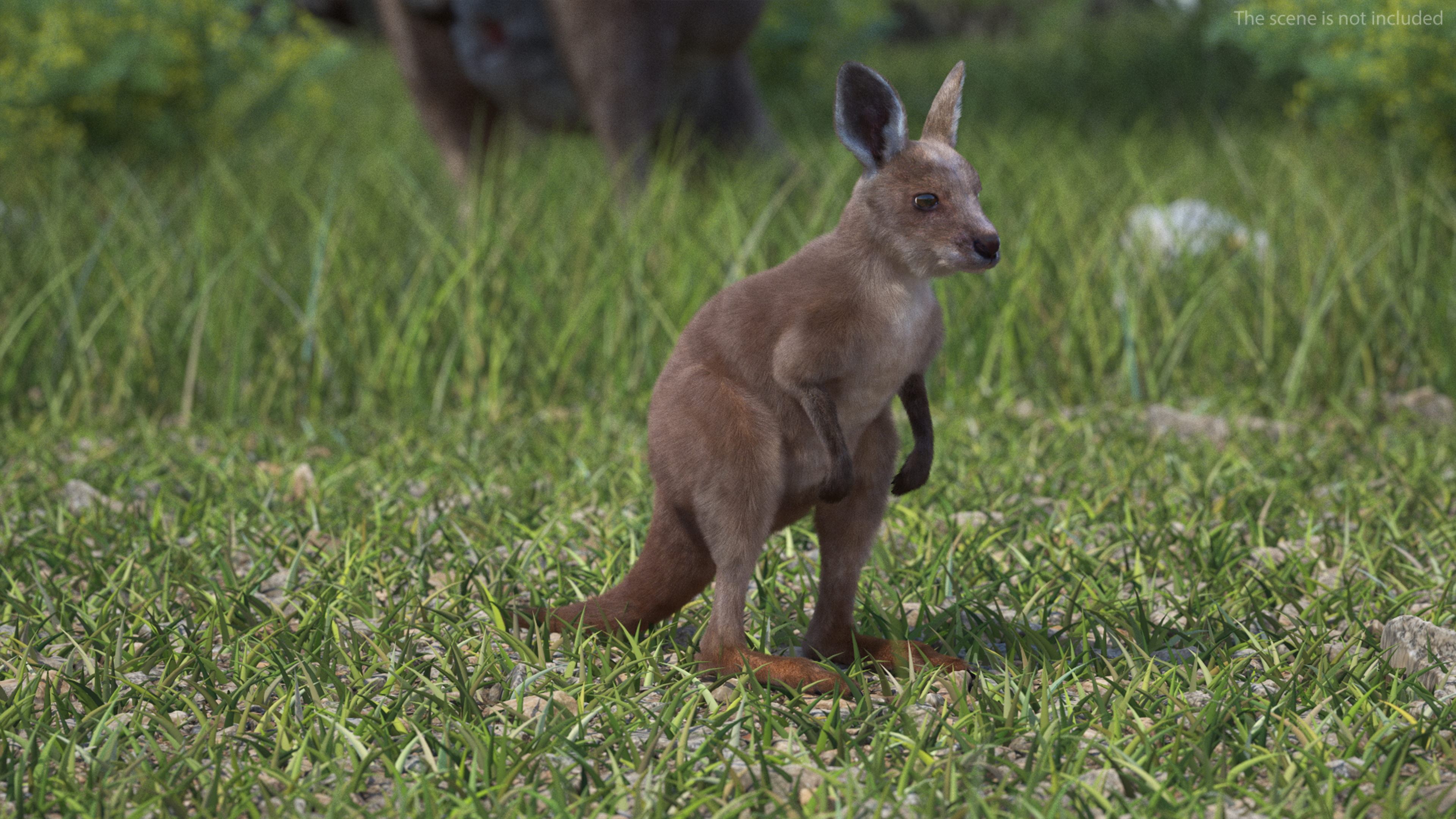 Baby Kangaroo Fur Rigged 3D model