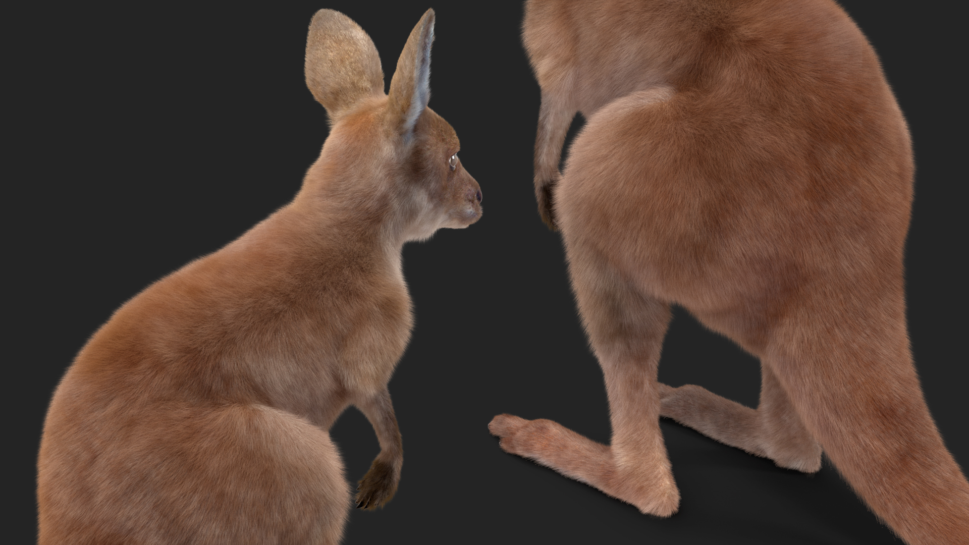 Baby Kangaroo Fur Rigged 3D model