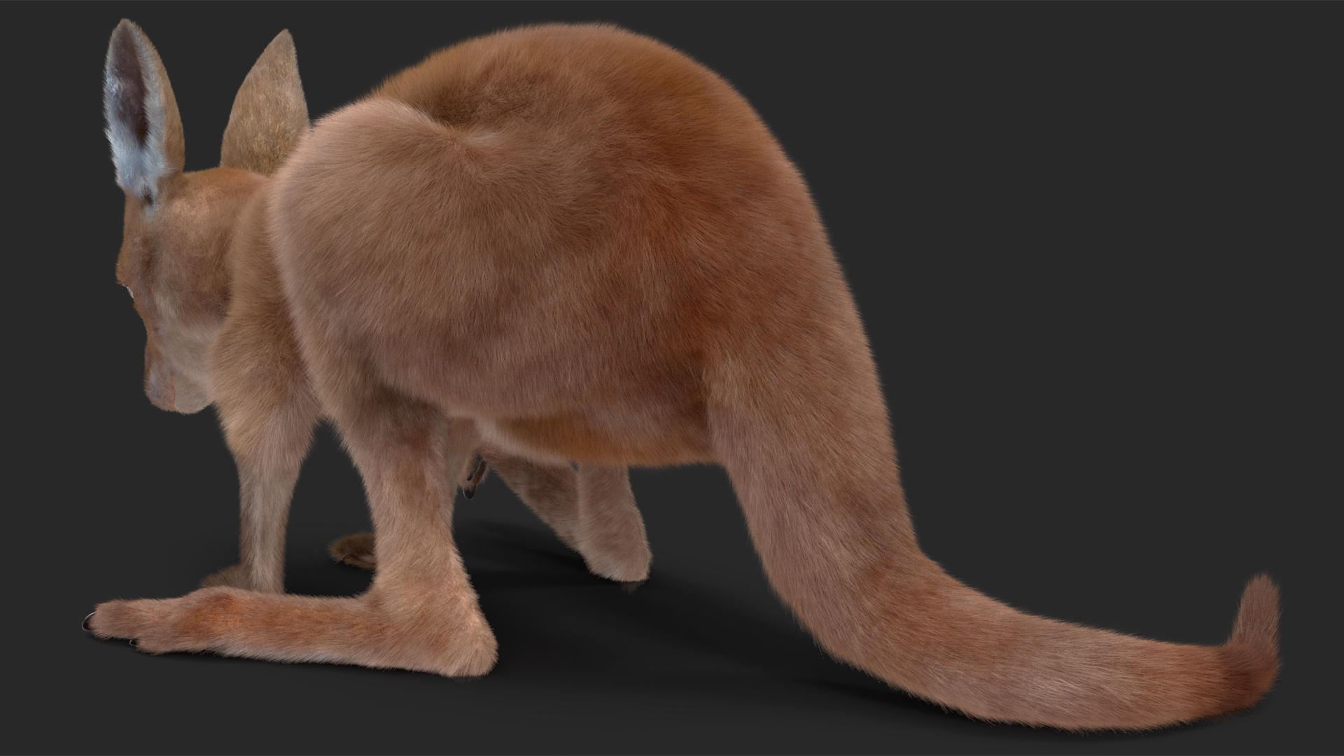 Baby Kangaroo Fur Rigged 3D model
