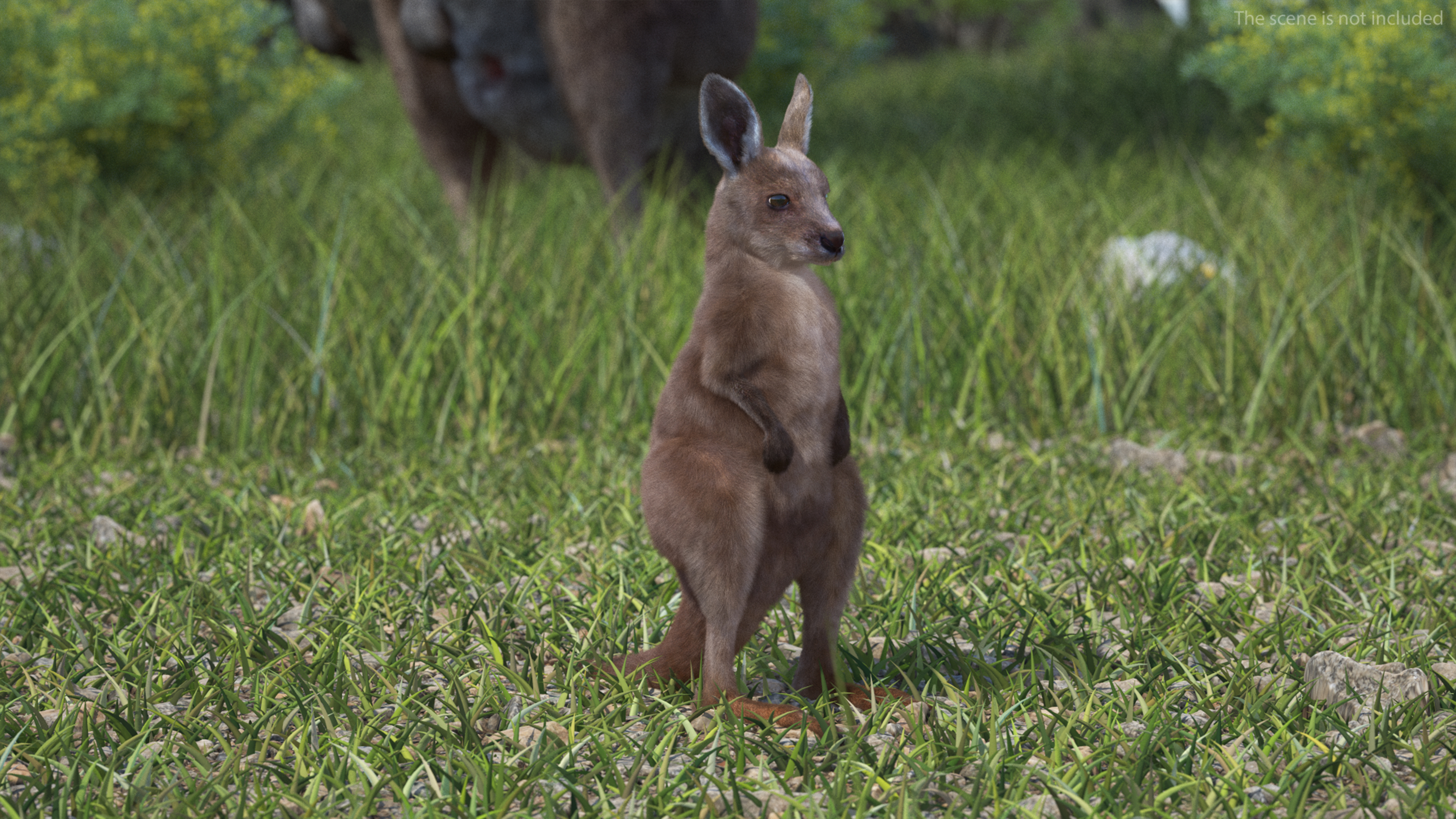 Baby Kangaroo Fur Rigged 3D model