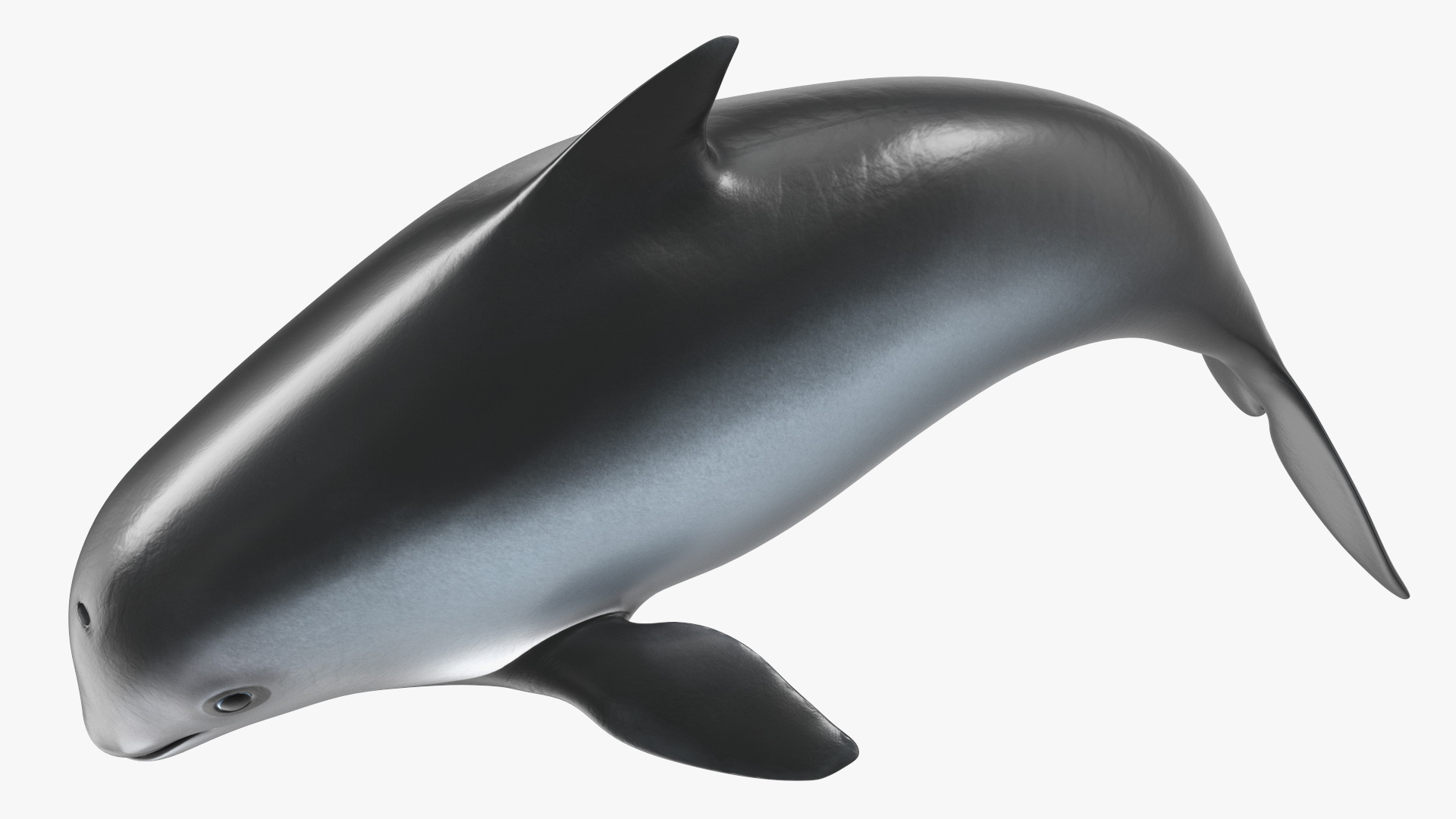 Phocoena Sinus Idle Pose 3D model