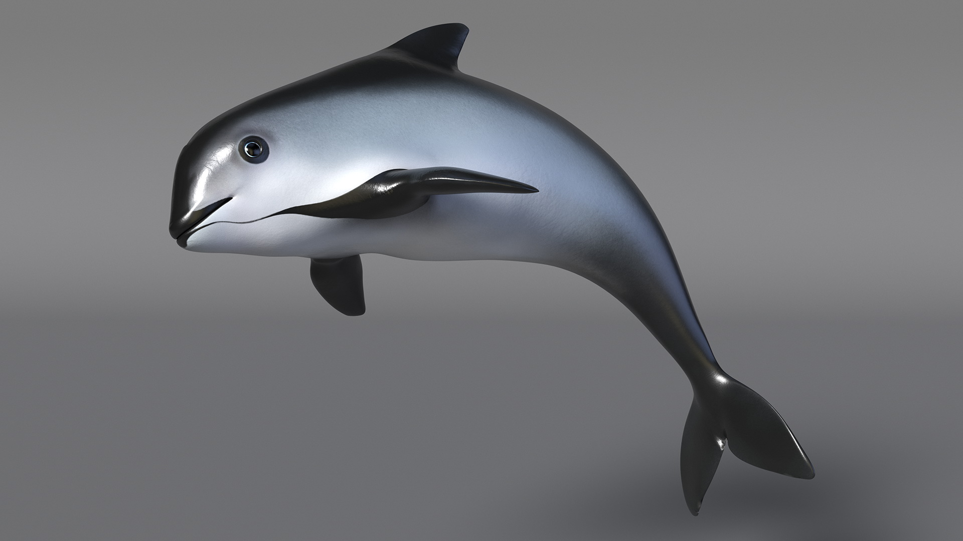 Phocoena Sinus Idle Pose 3D model