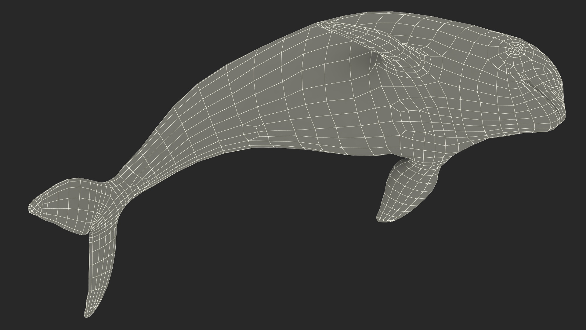 Phocoena Sinus Idle Pose 3D model